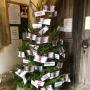 Smarden Christmas Tree Festival